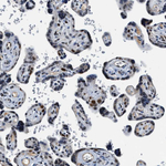 Cyclin E Antibody in Immunohistochemistry (Paraffin) (IHC (P))