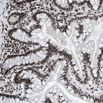 CREB Antibody in Immunohistochemistry (Paraffin) (IHC (P))