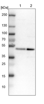 CREB Antibody in Western Blot (WB)