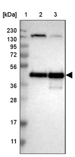 CREB Antibody in Western Blot (WB)