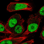 NR1D2 Antibody in Immunocytochemistry (ICC/IF)