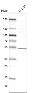 NR1D2 Antibody in Western Blot (WB)