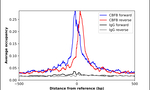CBF beta Antibody in ChIP Assay (ChIP)