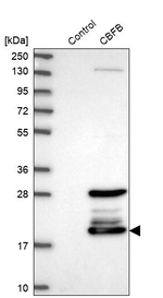 CBF beta Antibody in Western Blot (WB)