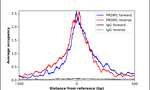 Blimp-1 Antibody in ChIP Assay (ChIP)