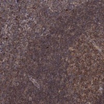 Blimp-1 Antibody in Immunohistochemistry (Paraffin) (IHC (P))
