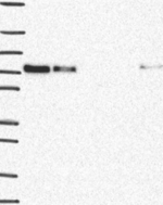 Blimp-1 Antibody in Western Blot (WB)