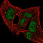 PHAP I Polyclonal Antibody