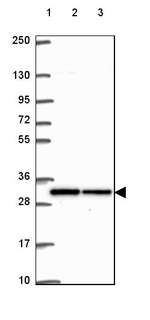 PHAP I Antibody in Western Blot (WB)