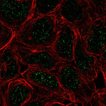 TBX6 Antibody in Immunocytochemistry (ICC/IF)