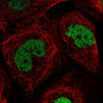 TEAD4 Polyclonal Antibody