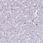 TEAD4 Antibody in Immunohistochemistry (Paraffin) (IHC (P))