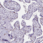 TEAD4 Antibody in Immunohistochemistry (Paraffin) (IHC (P))