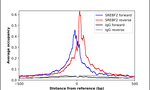 SREBP2 Antibody in ChIP Assay (ChIP)