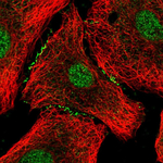 FOXA2 Antibody in Immunocytochemistry (ICC/IF)