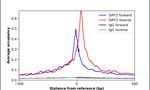 SIRT2 Antibody in ChIP Assay (ChIP)