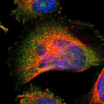 SIRT2 Polyclonal Antibody