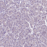 SIRT2 Antibody in Immunohistochemistry (Paraffin) (IHC (P))