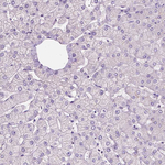 SIRT2 Antibody in Immunohistochemistry (Paraffin) (IHC (P))