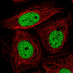 SIN3A Antibody in Immunocytochemistry (ICC/IF)