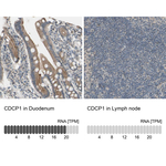 CDCP1 Polyclonal Antibody