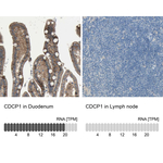 CDCP1 Polyclonal Antibody