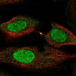 FOXL2 Polyclonal Antibody
