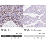 FOXL2 Antibody in Immunohistochemistry (Paraffin) (IHC (P))