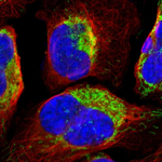 PRDX1 Polyclonal Antibody