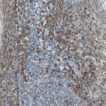 PRDX1 Antibody in Immunohistochemistry (Paraffin) (IHC (P))