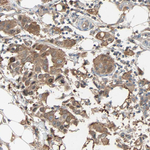 PRDX1 Antibody in Immunohistochemistry (Paraffin) (IHC (P))