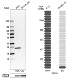 PRDX1 Antibody in Western Blot (WB)