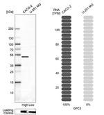 Glypican 3 Antibody in Western Blot (WB)