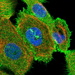 EBP50 Polyclonal Antibody