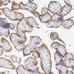 EBP50 Antibody in Immunohistochemistry (Paraffin) (IHC (P))