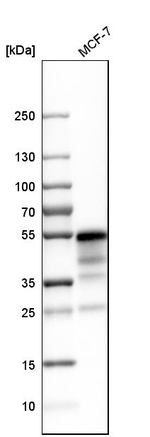 EBP50 Antibody in Western Blot (WB)
