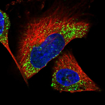 Calbindin D28K Polyclonal Antibody