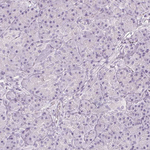 Calbindin D28K Antibody in Immunohistochemistry (Paraffin) (IHC (P))