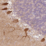 Calbindin D28K Antibody in Immunohistochemistry (Paraffin) (IHC (P))