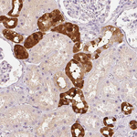 Calbindin D28K Antibody in Immunohistochemistry (Paraffin) (IHC (P))