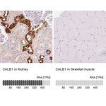Calbindin D28K Antibody in Immunohistochemistry (Paraffin) (IHC (P))