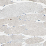 GDF15 Antibody in Immunohistochemistry (Paraffin) (IHC (P))