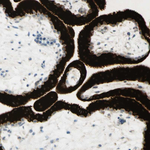 GDF15 Antibody in Immunohistochemistry (Paraffin) (IHC (P))