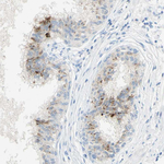 GDF15 Antibody in Immunohistochemistry (Paraffin) (IHC (P))
