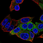 ALDH1L1 Antibody in Immunocytochemistry (ICC/IF)