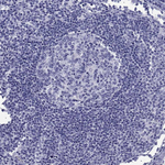 ALDH1L1 Antibody in Immunohistochemistry (Paraffin) (IHC (P))
