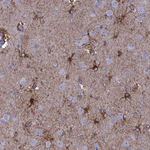ALDH1L1 Antibody in Immunohistochemistry (Paraffin) (IHC (P))