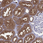 ALDH1L1 Antibody in Immunohistochemistry (Paraffin) (IHC (P))