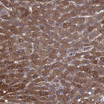 ALDH1L1 Antibody in Immunohistochemistry (Paraffin) (IHC (P))