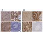 ALDH1L1 Antibody in Immunohistochemistry (Paraffin) (IHC (P))